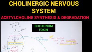 Autonomic Pharmacology  2  Acetylcholine Synthesis amp Degradation  EOMS [upl. by Navets]