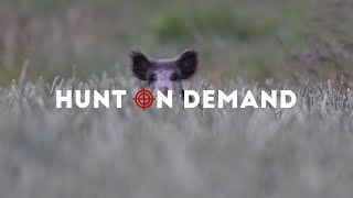 SAUENJÄGER – Sommerjagd auf Sauen im Weizen – Hunt on Demand Trailer [upl. by Wack899]