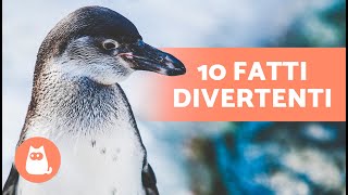 10 CURIOSITÀ sui PINGUINI che ti sorprenderanno 🐧 [upl. by Dede359]