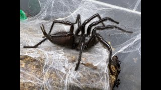 Macrothele gigas Japanese Funnel Web maintenance routines uploaded [upl. by Nod]