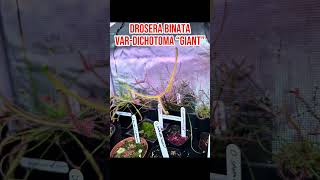 Drosera Binata VarDichotoma “Giant” pitcherplants carnivorousplant drosera sundew plantlover [upl. by Neelrac]