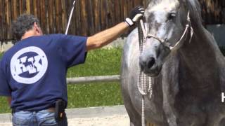 Natural Horsemanship  erste Schritte in der Bodenarbeit [upl. by Iccir]