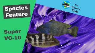 Placidochromis milono AKA Super VC10 Species Feature [upl. by Hauger]