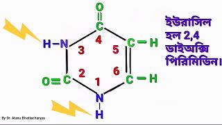 পিউরিন পিরিমিডিন purine pyrimidine nucleoside nucleotide in Bengali Adenineguaninecytosine [upl. by Anawd563]