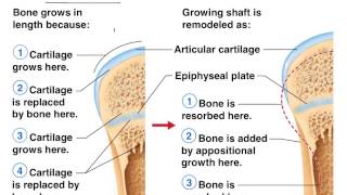 Bone formation healing remodeling [upl. by Nauqe]