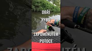 OBŘÍ RYBA V ZAPOMENUTÉM POTOCE shorts [upl. by Isaacs]