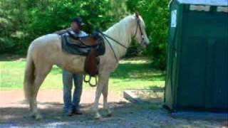 Bacardi Gentle Palomino Trail Horse For Salewmv [upl. by Frida189]