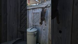 Abyssinian cat jump down from the top of the fences [upl. by Dnilazor]