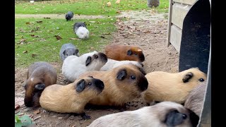 Guinea pigs exit and enter the tube [upl. by Neiman508]