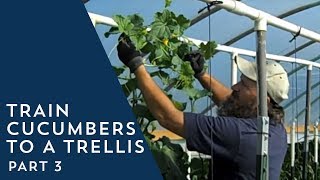 How to Train Cucumbers to a Trellis 3 [upl. by Tynan418]