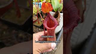 Nepenthes Lowii x Ventricosa Red carnifans plantascarnivoras [upl. by Acker]