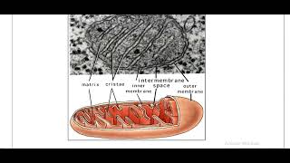 Mitochondriaamp Endoplasmic reticulum [upl. by Vivianna]