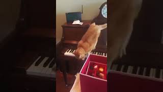 Cat Vibing Piano Easy 💀 [upl. by Linus898]