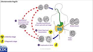 Dientamoeba fragilis life cycle [upl. by Sanfo]