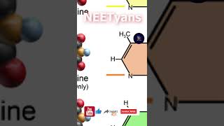 Types of Nitrogenous Bases in DNA amp RNA  Biology  NEET  Neha Maam  NEETyans [upl. by Joon784]