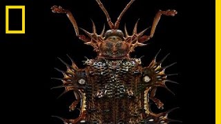 Beauty Through the Microscope Bugs Like You’ve Never Seen Them Before  Short Film Showcase [upl. by Stultz]