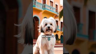 Havanese Dog Breed  Fun Facts dog [upl. by Ianaj]