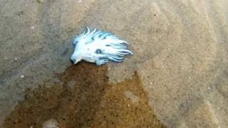 Washed out Glaucus atlanticus blue sea slug along the coast of Vishakapatnam [upl. by Llertnad191]