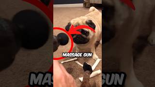 How To Use A Massage Gun On A Pug yardleyandgigi shorts pug dog pets animals [upl. by Akimad]