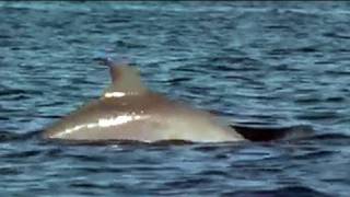 Dolphin Bay in Bocas del Toro Panama [upl. by Nosmas]