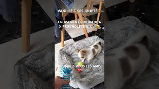 VANILLE amp SES JOUETS🧸Croisement Chihuahua X Prim’Holstein 🐶🐄😂 humour chihuahua chiots puppy [upl. by Dolhenty195]