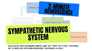 2Minute Neuroscience Sympathetic Nervous System [upl. by Sadoc]