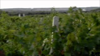 PUGLIA HD 2  Salento tra vigneti e uva da Primitivo [upl. by Ezeerb]