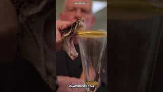 🐍 EXTRACTING VENOM from the LONGEST RATTLESNAKE in the WORLD 🐍 venomous snake snakebite [upl. by Amoakuh516]