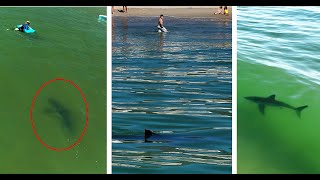 Great White Shark Approaches a Young Swimmer [upl. by Kcirrad]