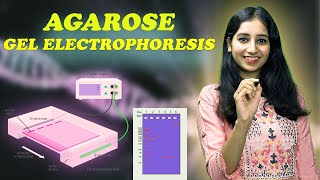 AGAROSE GEL ELECTROPHORESIS I Technique  Complete Details [upl. by Kakalina412]