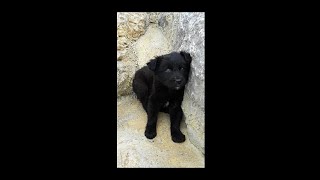 Puppy videos for dogs [upl. by Ynomrah]