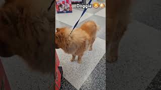 ChowChow at Petco Grooming chowchow petco grooming bath doglife dogwhisperer share subscribe [upl. by Lekym]