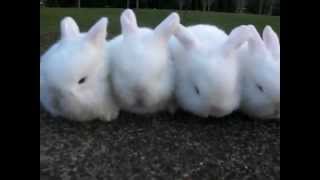 Julias Litter 2  3 Weeks Old  Baby Holland Lop Bunnies [upl. by Materse]