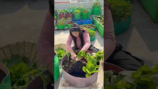 Today’s harvest terracegarden youtubeshorts [upl. by Jammin347]