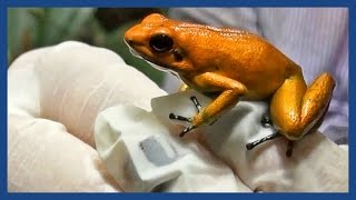 The golden poison frog Like holding a loaded gun  Guardian Docs [upl. by Rheims260]