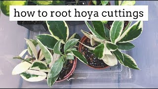 propagating hoya plants from cuttings  simple and easy method [upl. by Sergio]