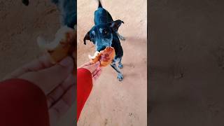 Dogs eat Donuts 🍩🤤 dog puppy animals doglover puppie puppielove puppia cute [upl. by Shayla638]