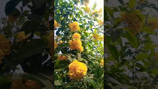 Tecoma plant tecoma gauri chari yellow flower trendingshortvideo [upl. by Carlita]