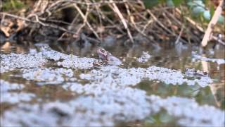 Common frogs calling and spawning [upl. by Camellia]