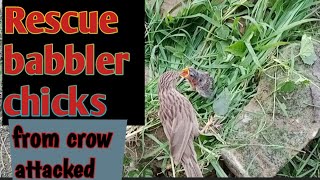 cuckoo birds rescue from Crow attacked  one chick died one is safe zebsbirdscollection [upl. by Harbison]