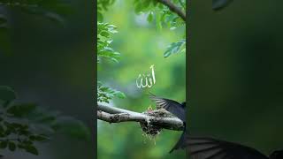 Only my allah 🤲 shrotsfeed viralvideosislamicmusic [upl. by Knarf]