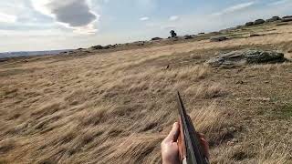 Working Cocker Spaniel hunting Rabbits [upl. by Chane181]