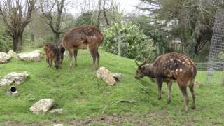 Visayan Spotted Deer at Newquay Zoo 20th March 2017 [upl. by Katrina]