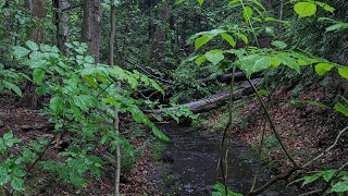 A Rainy Day in the WoodsPouring Outside Dyl Dion [upl. by Drawyeh]