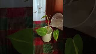 Philodendron brasil water propagation [upl. by Dowling905]