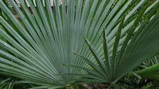 Trachycarpus princeps  Timelapse 2009  2024 [upl. by Annwahs]