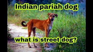 Indian pariah dog or street dog tamil  pets tamizhan  subscribe [upl. by Pudens]