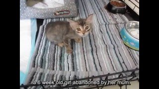 Gracie the Cerebellar Hypoplasia Kitten [upl. by Nahtanohj560]