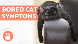 5 Symptoms of a BORED CAT 😿 and What to Do [upl. by Greenman]