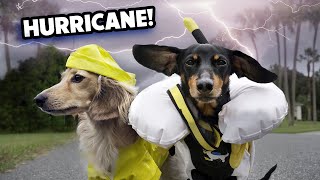 HURRICANE DOGS  Wiener Dogs Prepare for a Storm [upl. by Skantze658]